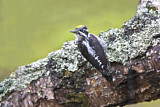 Image. Dreizehenspecht