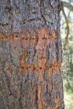 Image. Dreizehenspecht