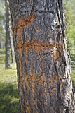 Image. Dreizehenspecht
