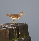 Image. Drosseluferläufer