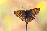 Image. Duke of Burgundy