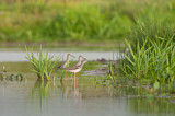Image. Dunkler Wasserläufer & Grünschenkel