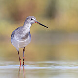 Image. Dunkler Wasserläufer