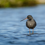 Image. Dunkler Wasserläufer
