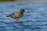 Image. Dunkler Wasserläufer
