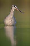 Image. Dunkler Wasserläufer