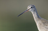 Image. Dunkler Wasserläufer