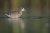 Image. Dunkler Wasserläufer