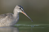 Image. Dunkler Wasserläufer