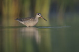 Image. Dunkler Wasserläufer