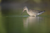 Image. Dunkler Wasserläufer