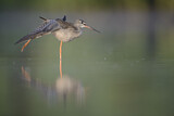 Image. Dunkler Wasserläufer