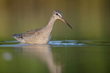 Image. Dunkler Wasserläufer