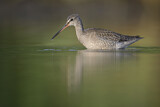Image. Dunkler Wasserläufer