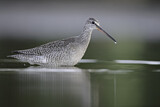 Image. Dunkler Wasserläufer