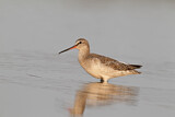 Image. Dunkler Wasserläufer
