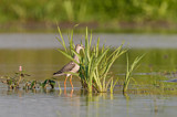 Image. Dunkler Wasserläufer