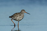 Image. Dunkler Wasserläufer