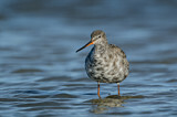 Image. Dunkler Wasserläufer
