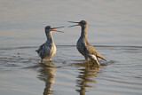 Image. Dunkler Wasserläufer