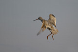 Image. Dunkler Wasserläufer