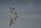 Image. Dunkler Wasserläufer