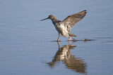 Image. Dunkler Wasserläufer