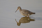 Image. Dunkler Wasserläufer