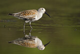 Image. Dunlin