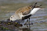 Image. Dunlin
