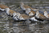 Image. Dunlin