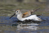 Image. Dunlin