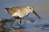 Image. Dunlin