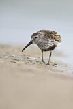 Image. Dunlin