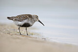 Image. Dunlin
