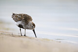 Image. Dunlin