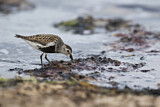 Image. Dunlin