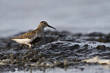 Image. Dunlin