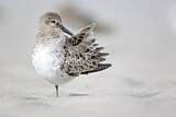 Image. Dunlin