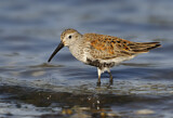 Image. Dunlin