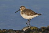 Image. Dunlin