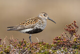 Image. Dunlin