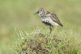 Image. Dunlin