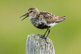 Image. Dunlin