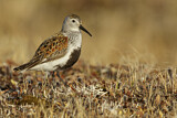 Image. Dunlin