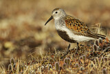Image. Dunlin