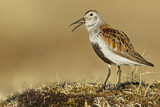 Image. Dunlin