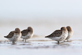 Image. Dunlin