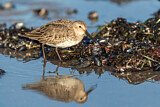 Image. Dunlin