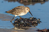 Image. Dunlin
